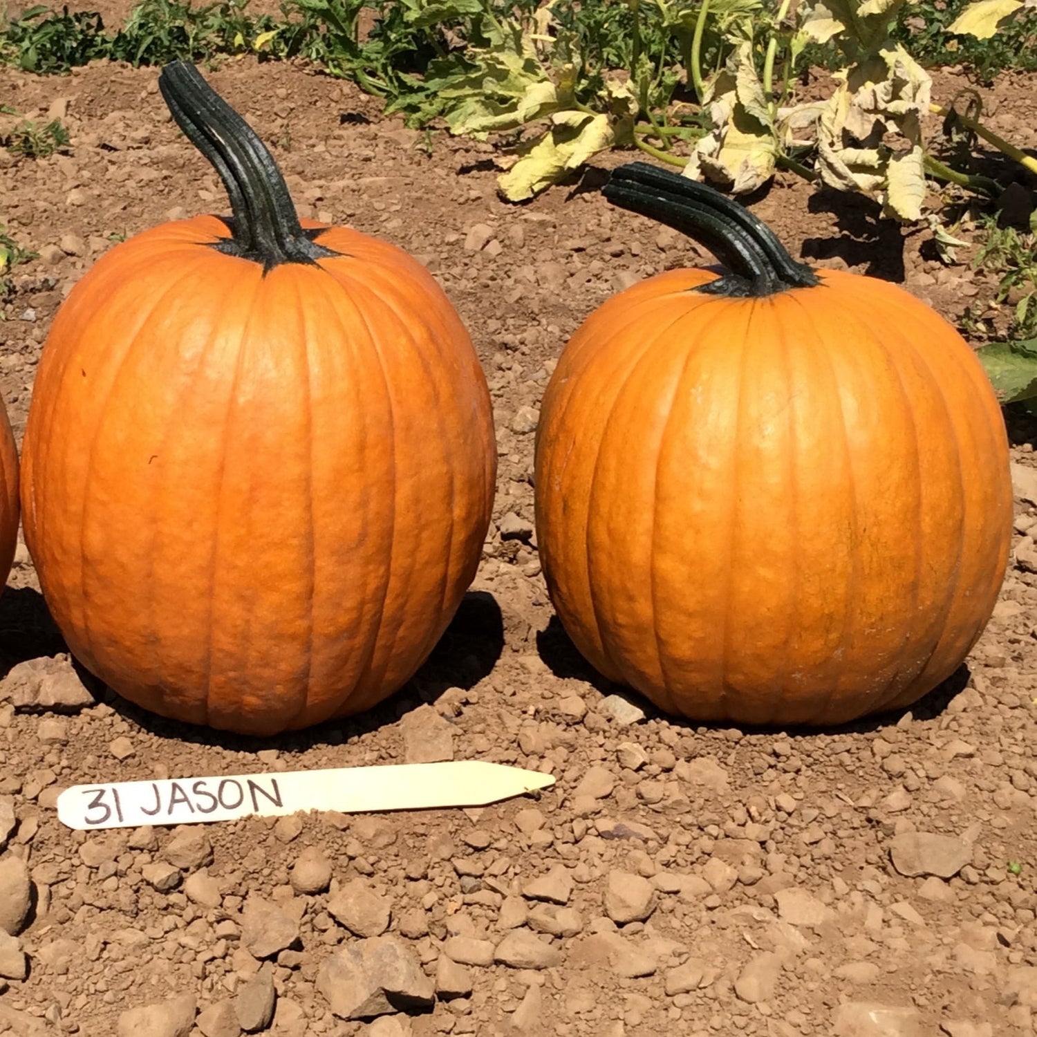 Hybrid Carving Pumpkin - Jason