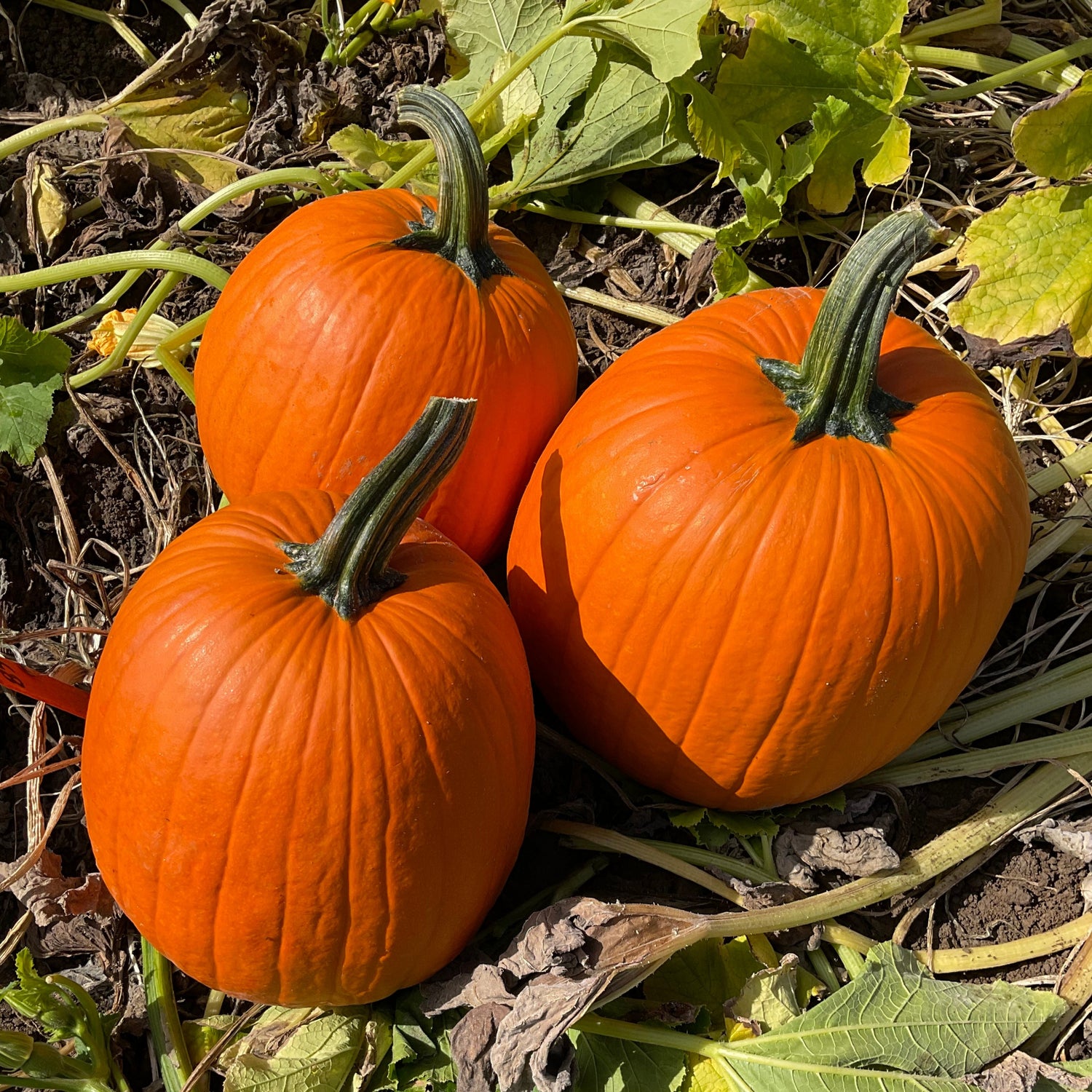 Hybrid Carving Pumpkin - Jason