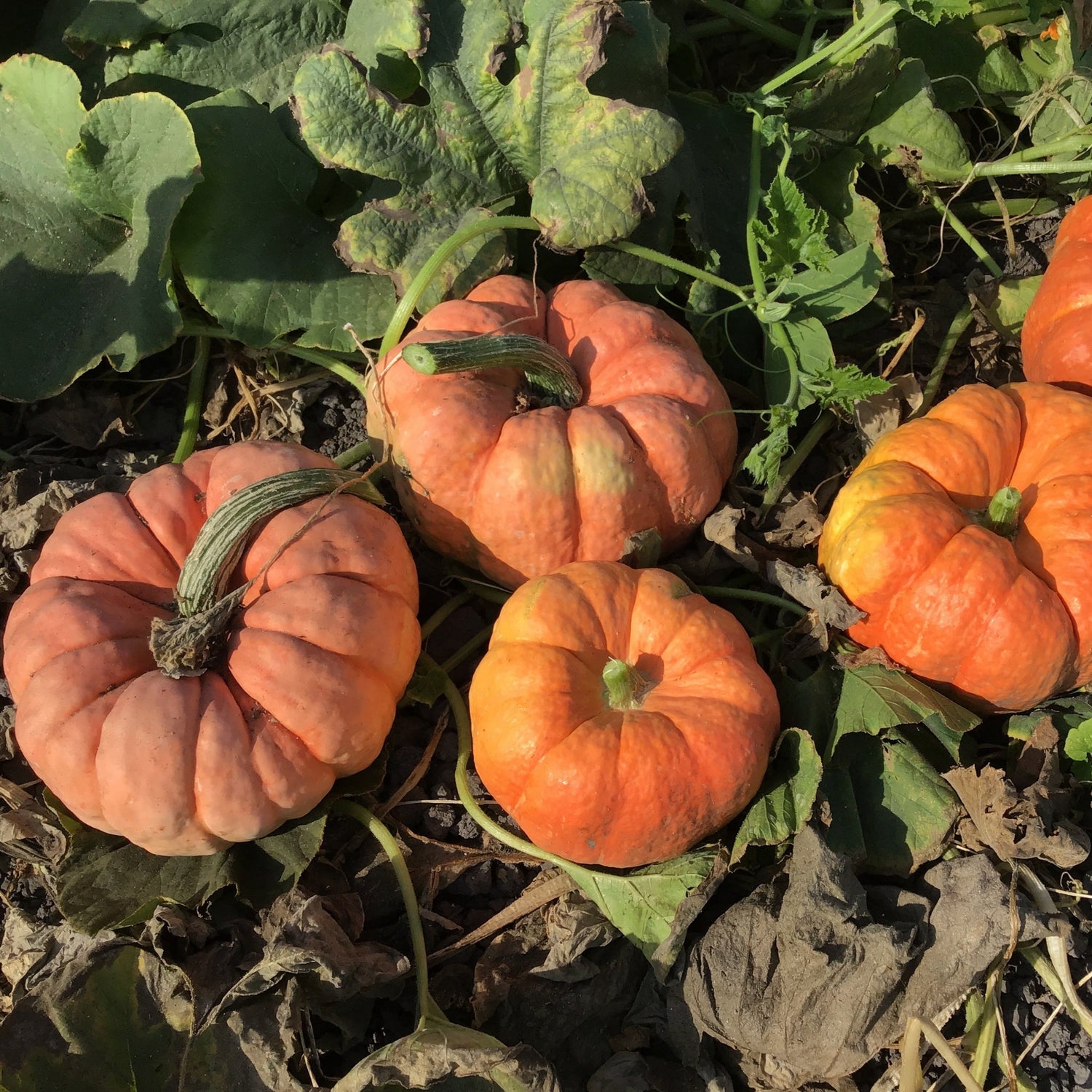 Hybrid Specialty Pumpkin - Jester