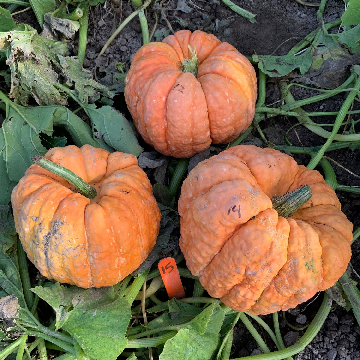 Hybrid Specialty Pumpkin - Jester