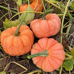 Hybrid Specialty Pumpkin - Jester