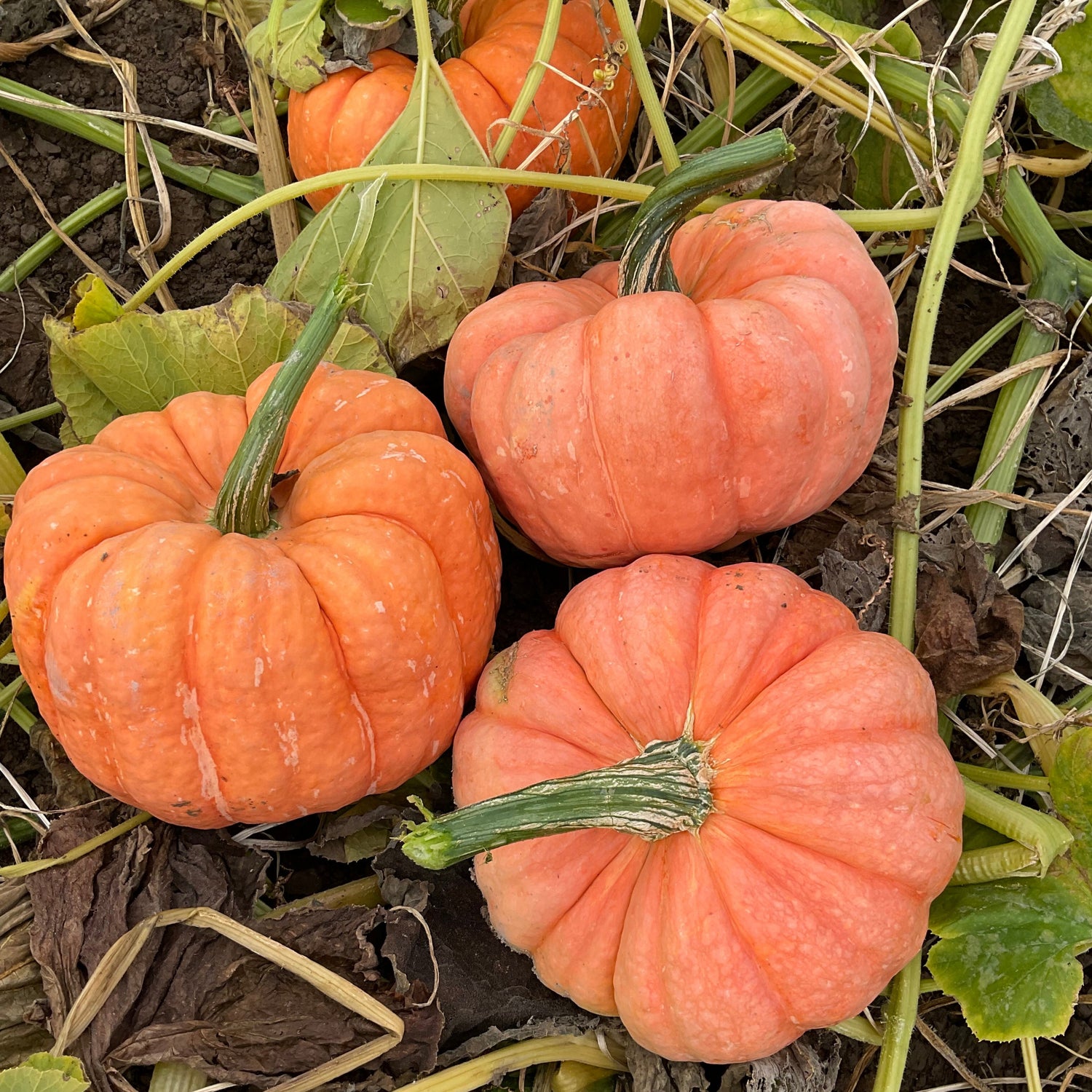 Hybrid Specialty Pumpkin - Jester