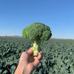 Hybrid Broccoli - Jet Dome