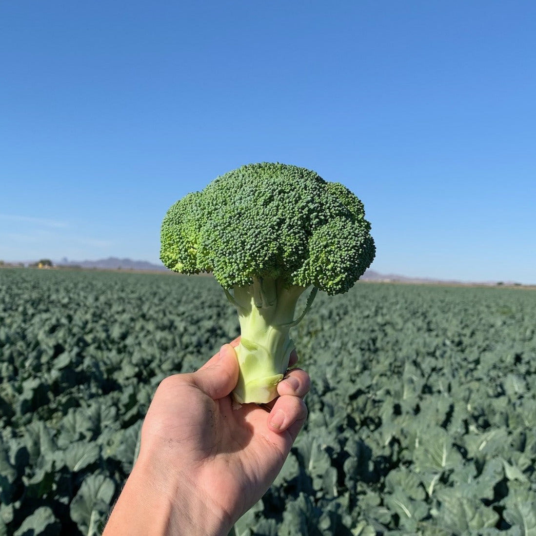 Hybrid Broccoli - Jet Dome