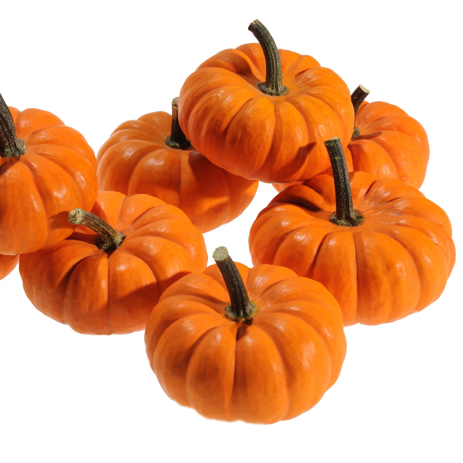 OP Mini Pumpkin - Jill-Be-Little