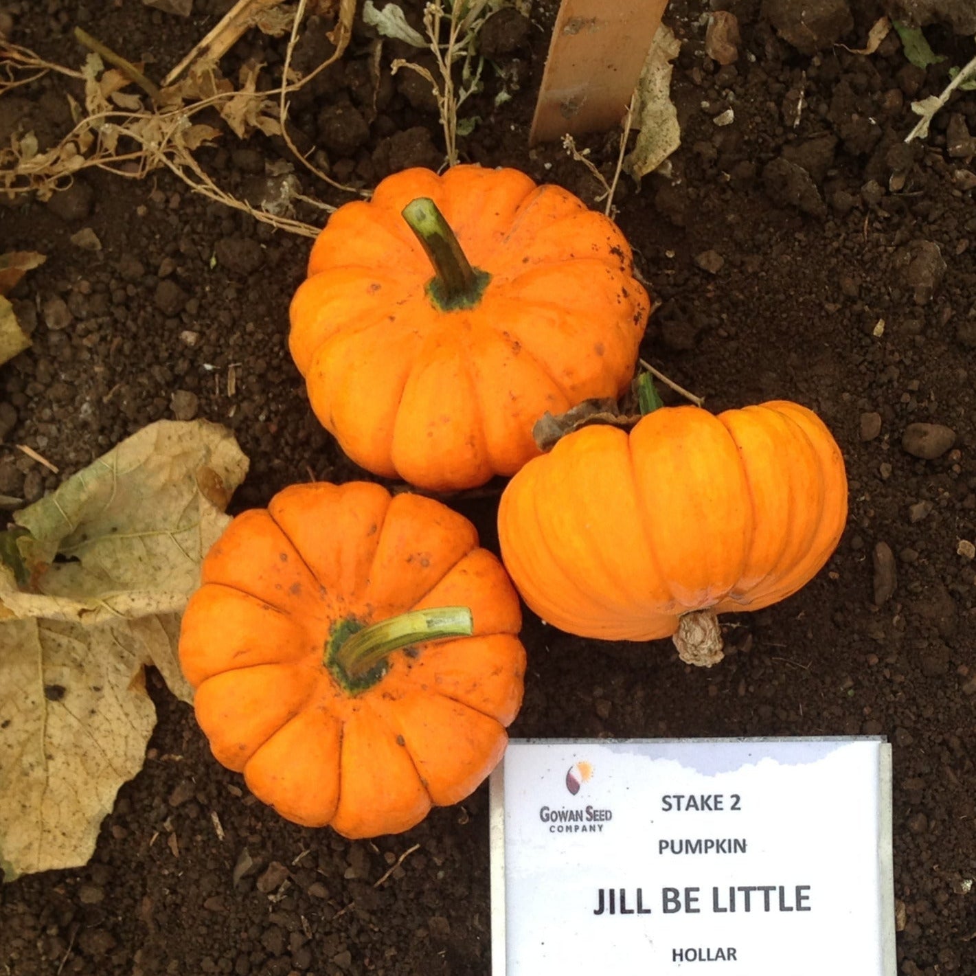 OP Mini Pumpkin - Jill-Be-Little