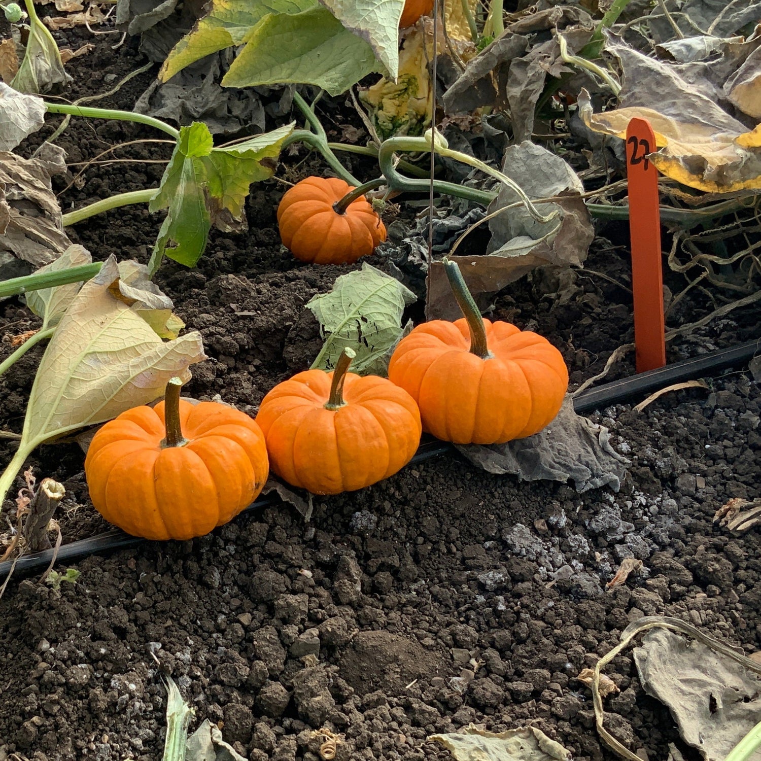 OP Mini Pumpkin - Jill-Be-Little