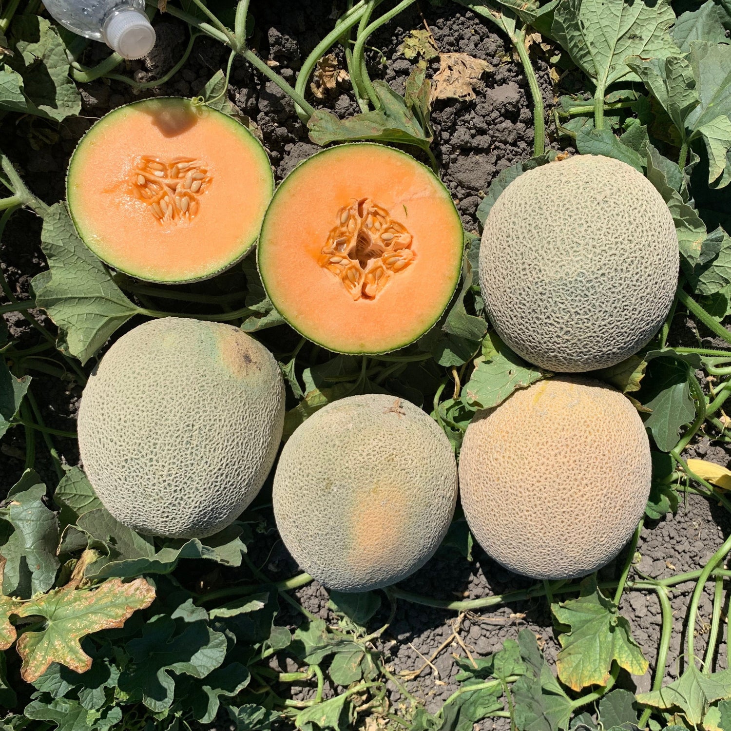 Hybrid Cantaloupe - Joaquin Gold