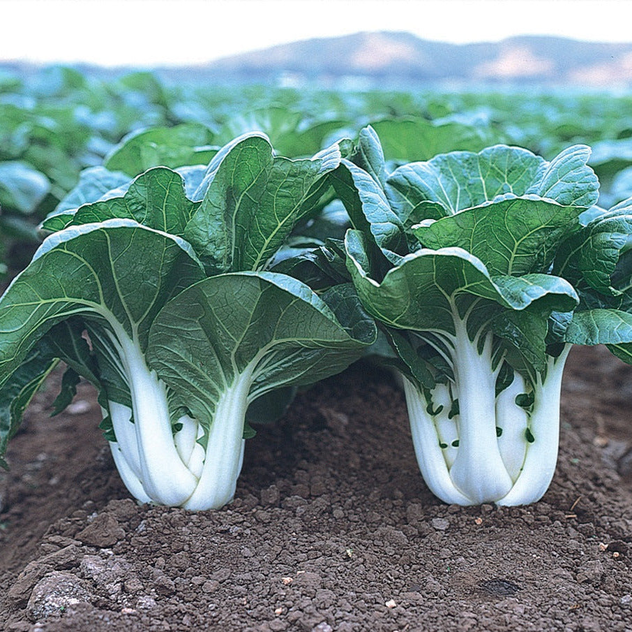 Hybrid Pak Choi - Joi Choi