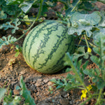 Hybrid In Row Pollenizer (Seeded) Watermelon - Joker