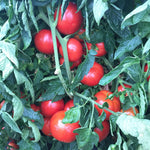 Hybrid Round Red Tomato - Jolene
