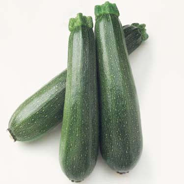 Hybrid Green Zucchini Squash - Judgement III