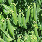OP Shelling Pea - Jumpstart
