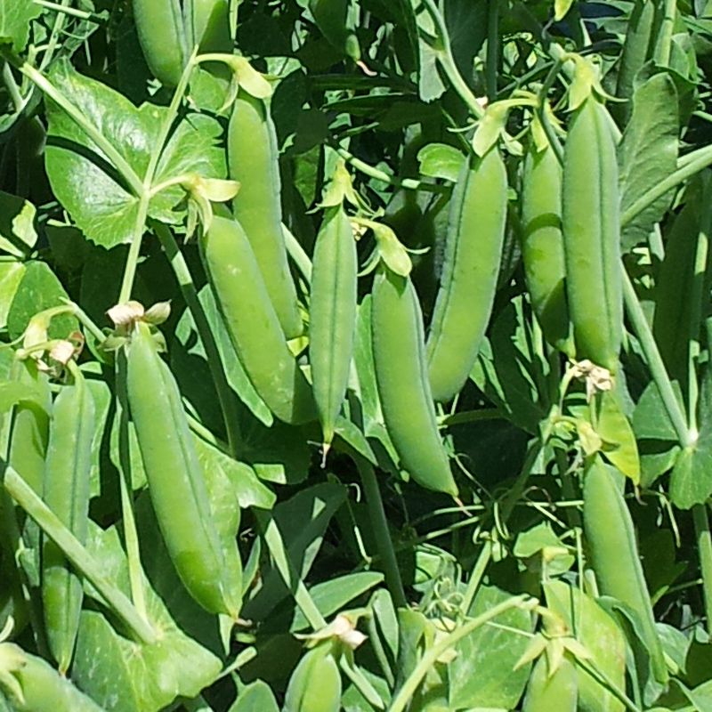 OP Shelling Pea - Jumpstart