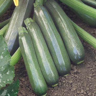 Hybrid Green Zucchini Squash - Justice III