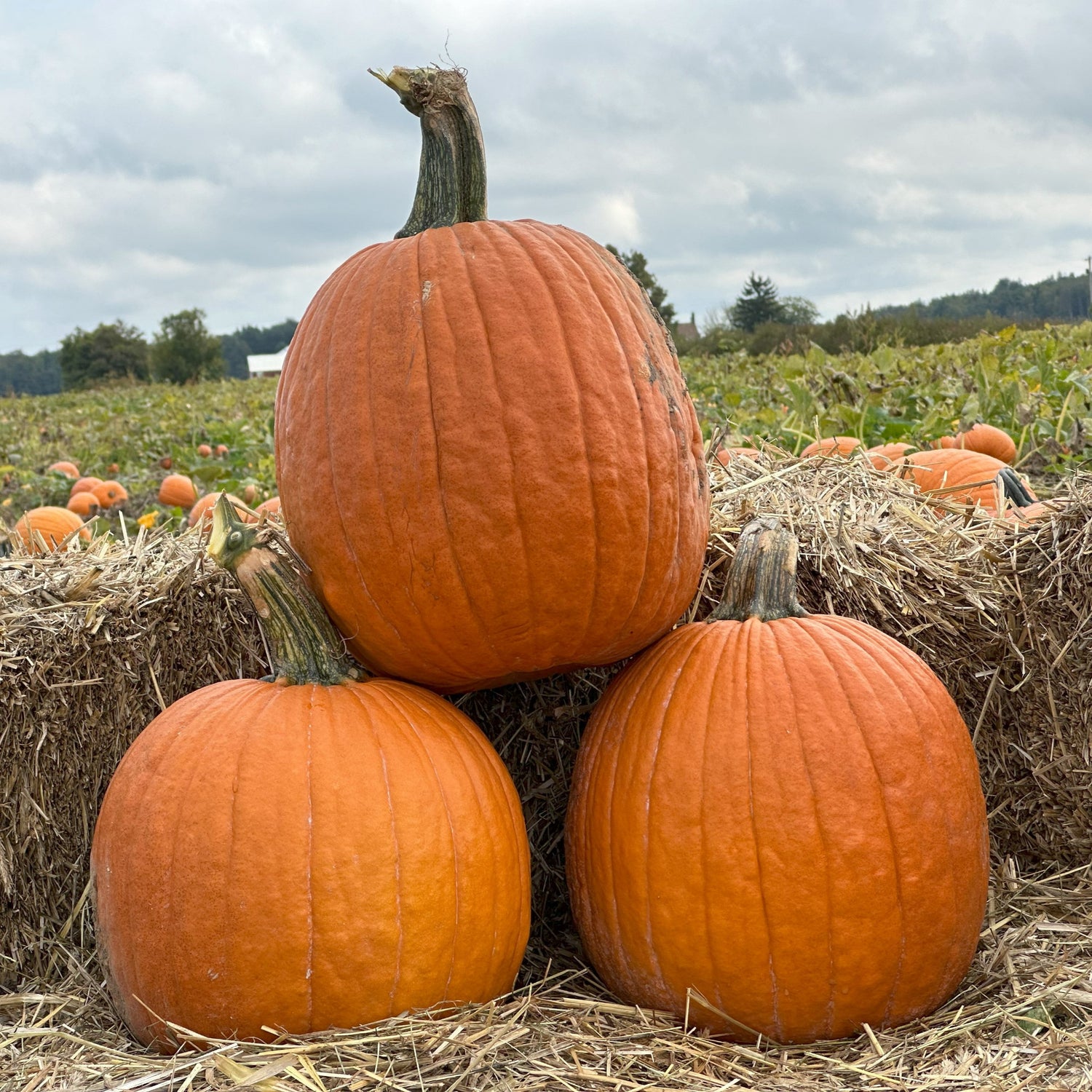 Hybrid Carving Pumpkin - Justify