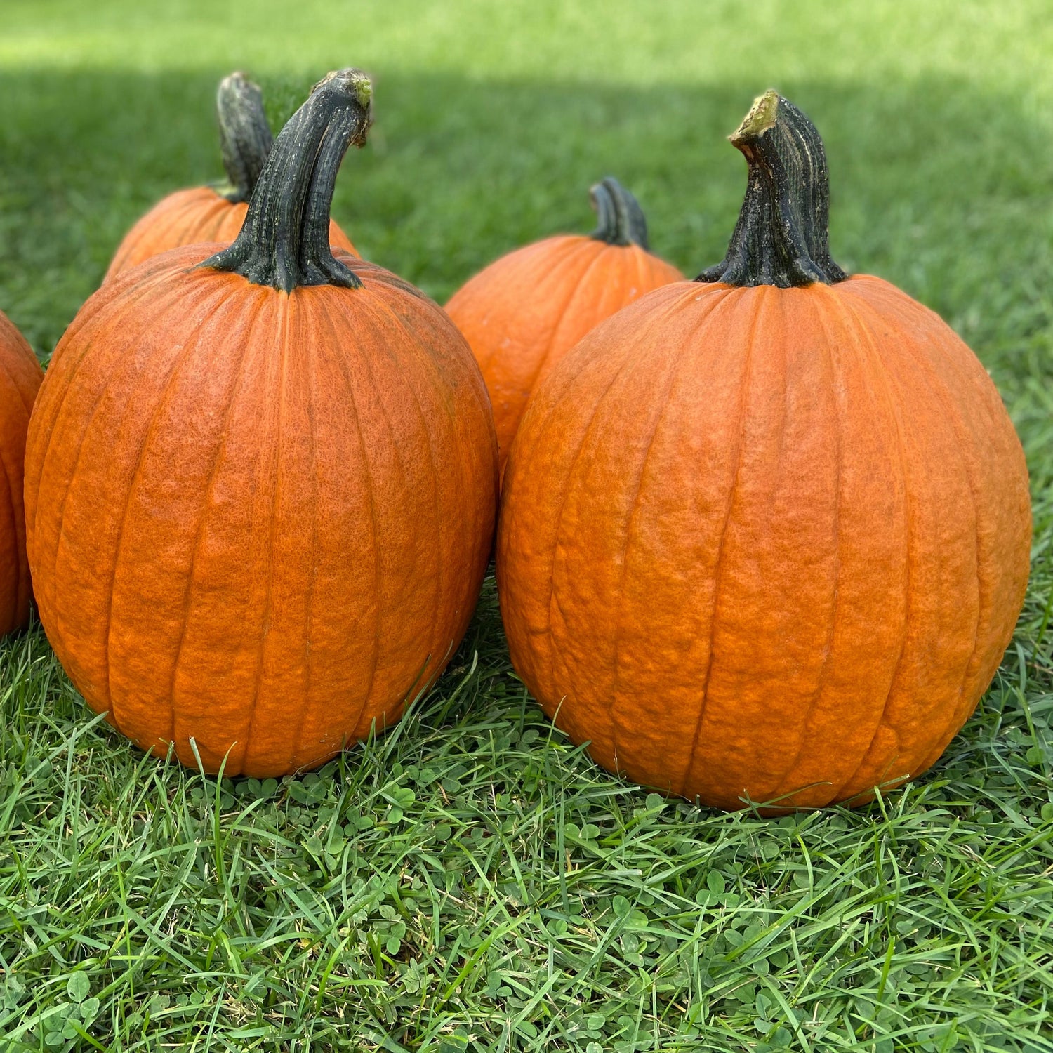Hybrid Carving Pumpkin - Justify