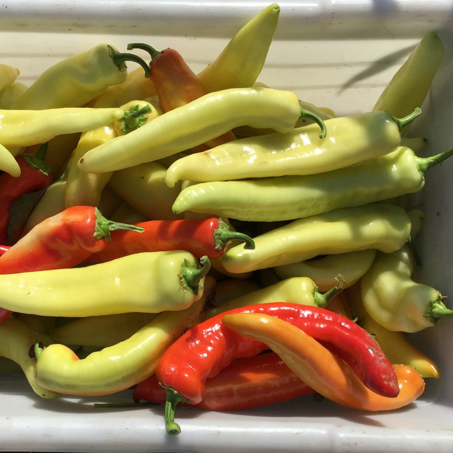 Hybrid Sweet Banana/Hungarian Pepper - Kacheta