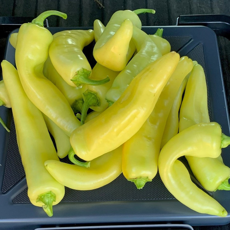 Hybrid Sweet Banana/Hungarian Pepper - Kacheta