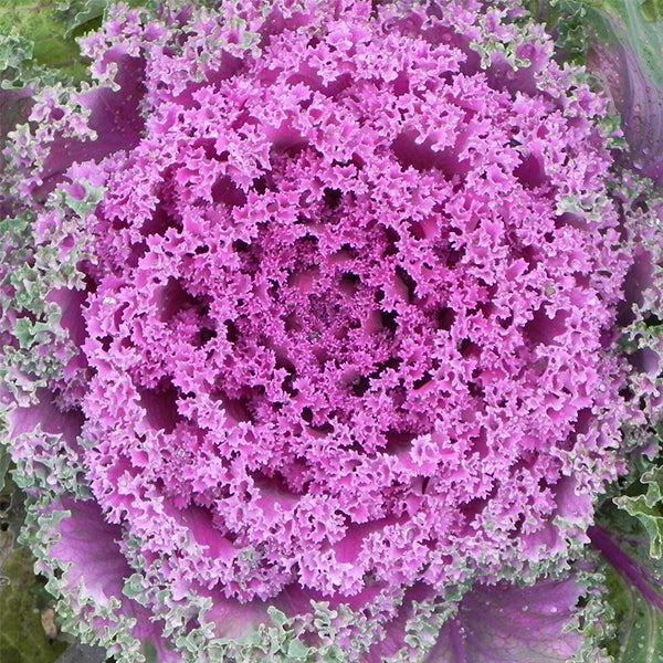 Hybrid Flowering Kale - Kamome Red