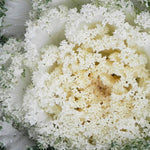 Hybrid Flowering Kale - Kamome White