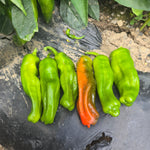 Hybrid Shishito Pepper - Katana