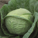 Hybrid Green Cabbage - Katarina