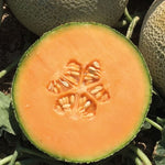 Hybrid Cantaloupe - Kazta