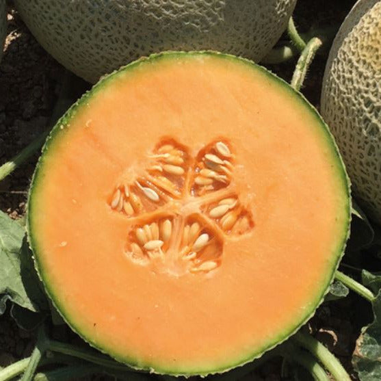 Hybrid Cantaloupe - Kazta
