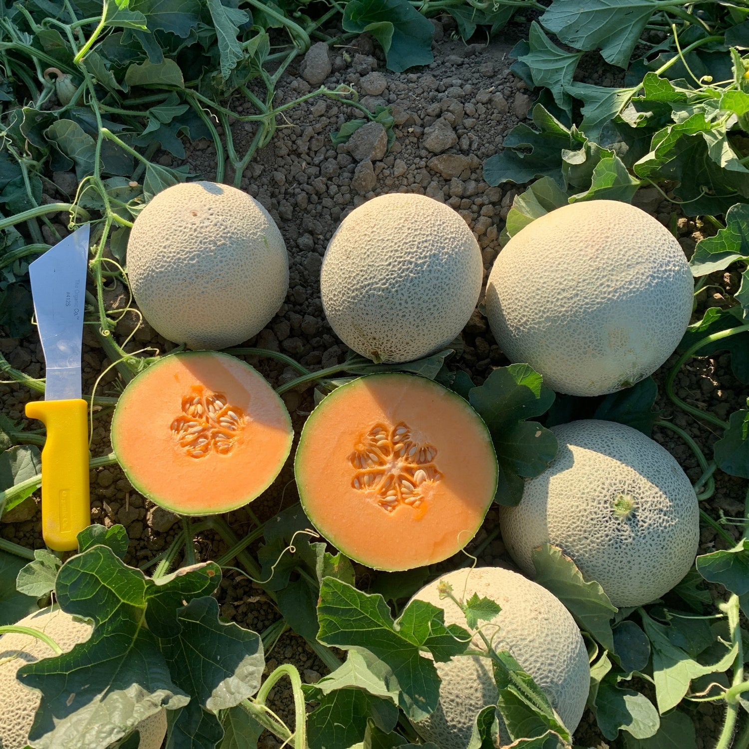 Hybrid Cantaloupe - Kazta