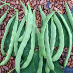 OP Green Pole Bean - Kentucky Wonder