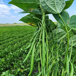 OP Green Bush Bean - Kestrel