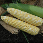 Hybrid Supersweet Bicolor Corn - Kickoff XR
