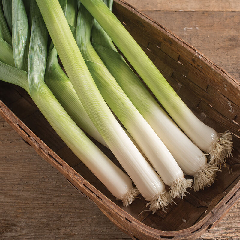 OP Leek - King Richard