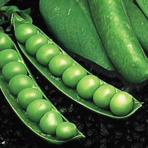 OP Shelling Pea - Knight