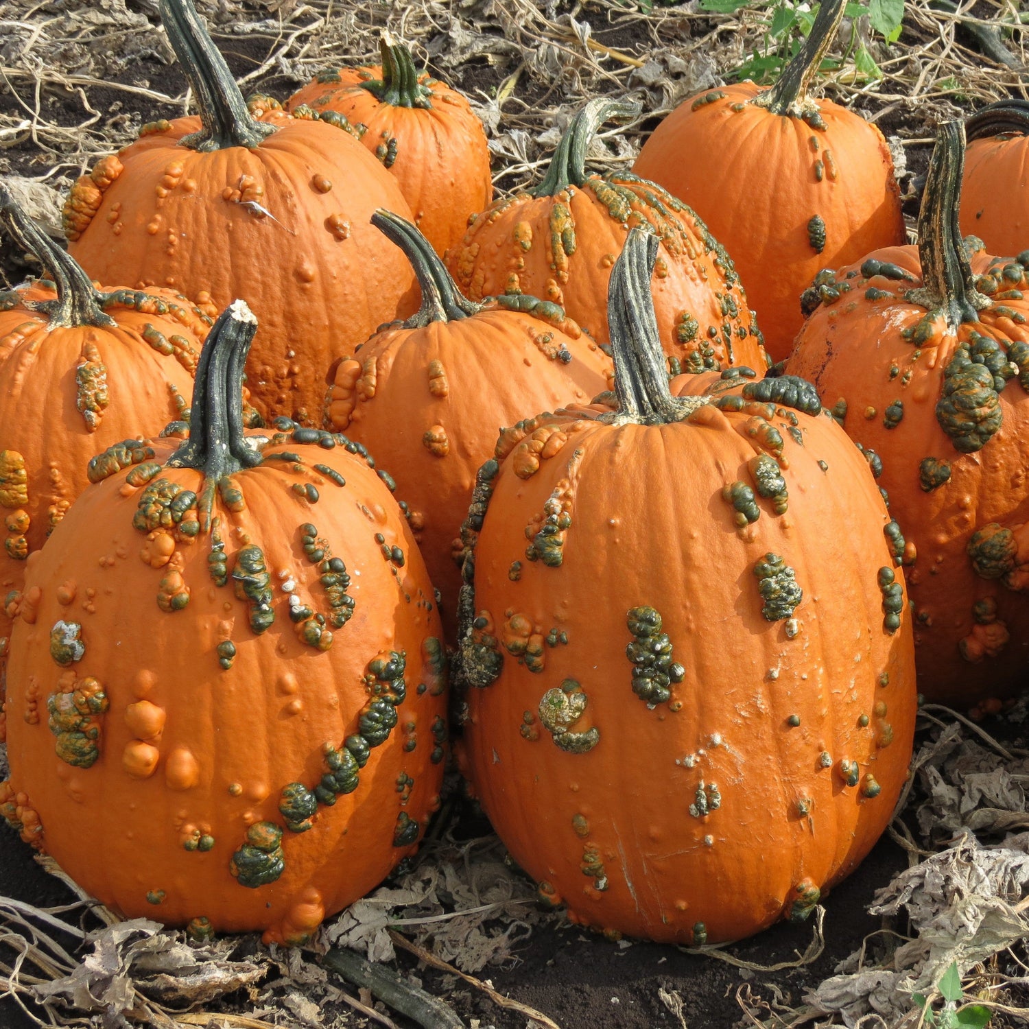 Hybrid Warted Pumpkin - Knucklehead II