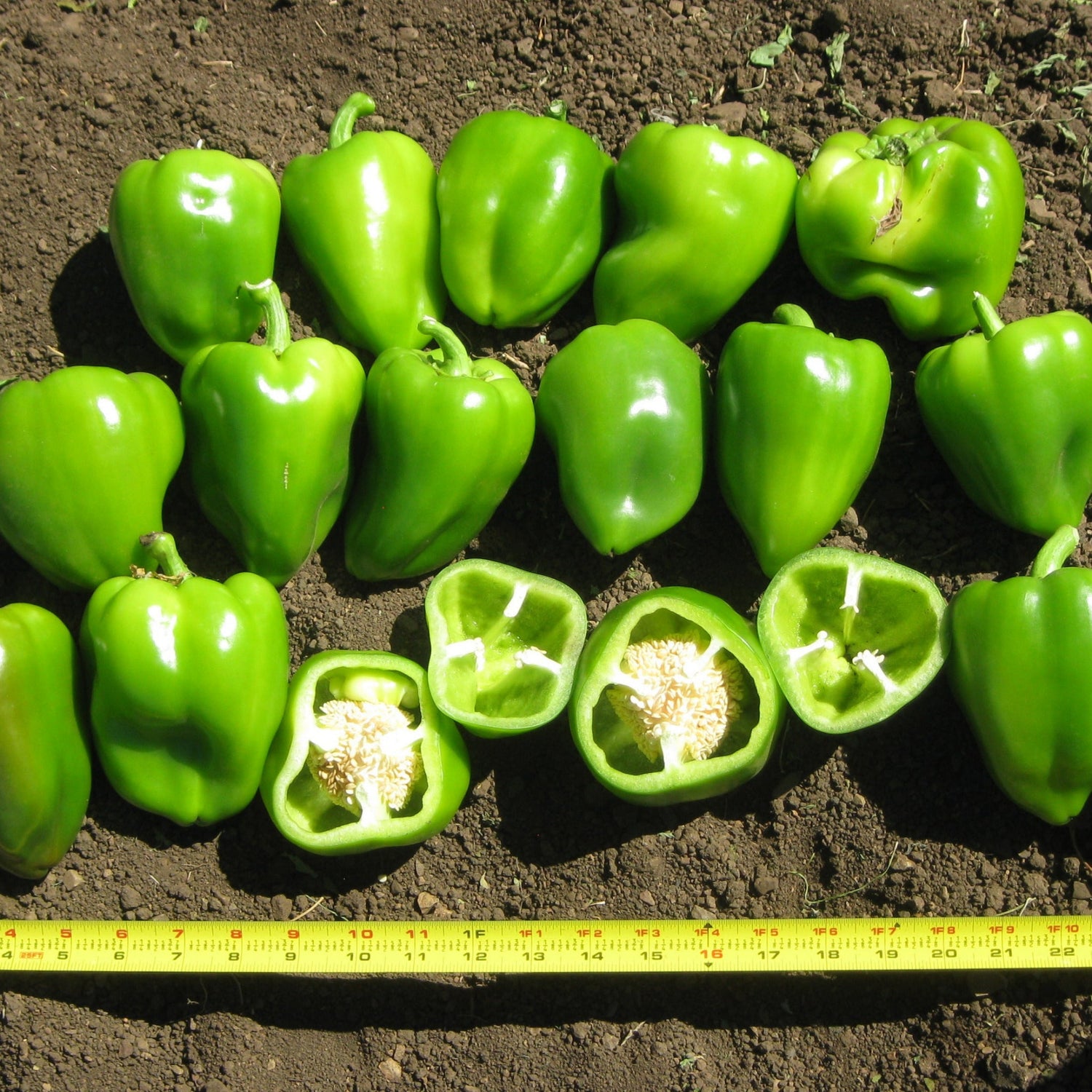 Hybrid Red Bell Pepper - LS9010