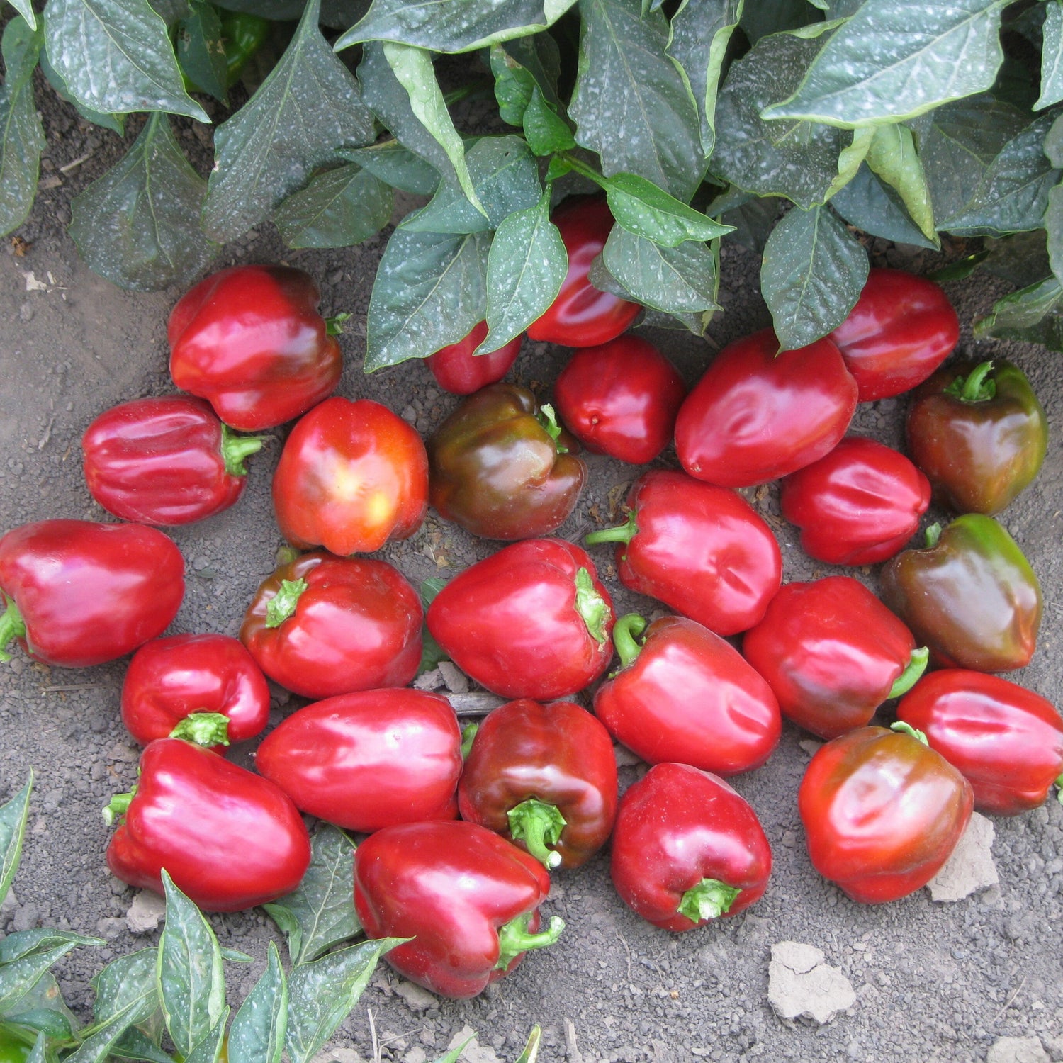 Hybrid Red Bell Pepper - LS9010