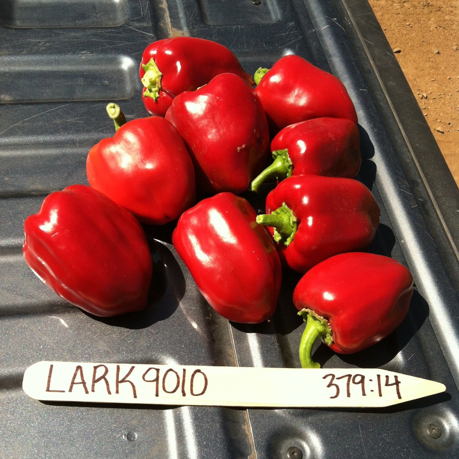 Hybrid Red Bell Pepper - LS9010