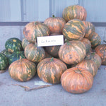 OP Calabasa Squash - La Estrella