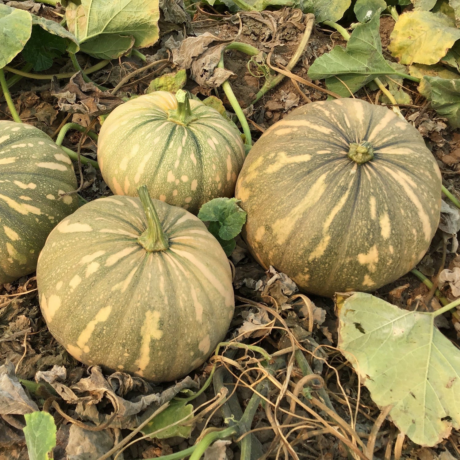 OP Calabasa Squash - La Estrella