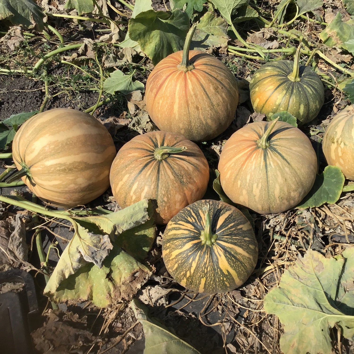 OP Calabasa Squash - La Estrella
