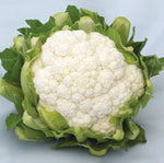 Hybrid White Cauliflower - Lacerta