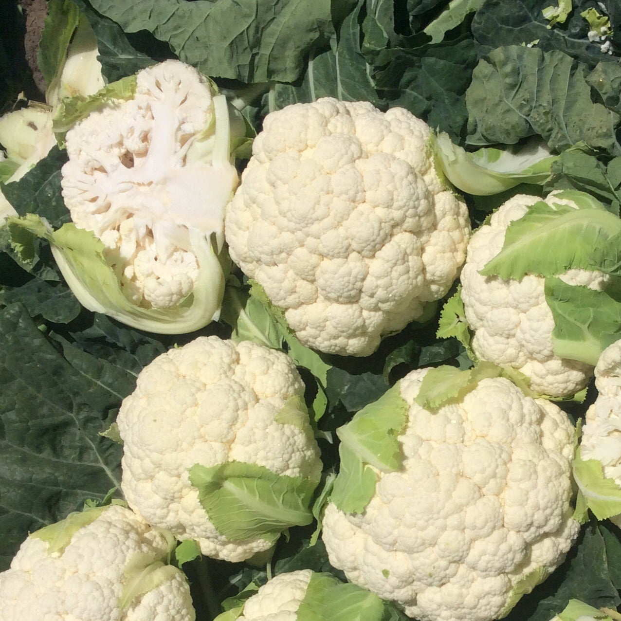 Hybrid White Cauliflower - Lacerta