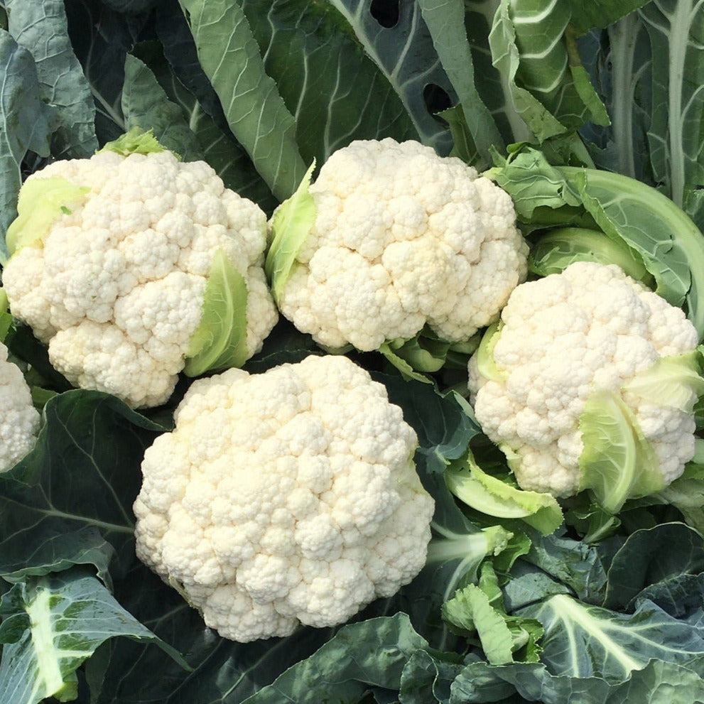 Hybrid White Cauliflower - Lacerta