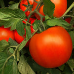 Hybrid Round Red Tomato - Laguna Red