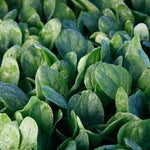 Hybrid Spinach - Lakeside