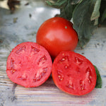 Hybrid Round Red Tomato - Lancer