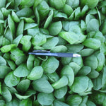 Hybrid Spinach - Lanzarote