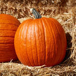 Hybrid Carving Pumpkin - Large Marge